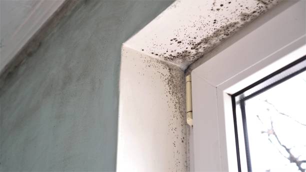 Best Crawl Space Mold Remediation  in Wareham Center, MA