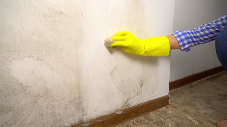 Best Forensic Mold Investigation  in Wareham Center, MA