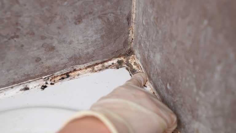 Best Environmental Consulting for Mold Prevention  in Wareham Center, MA
