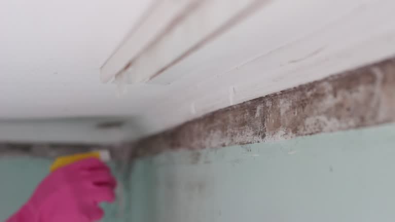 Best Water Damage & Mold Remediation  in Wareham Center, MA