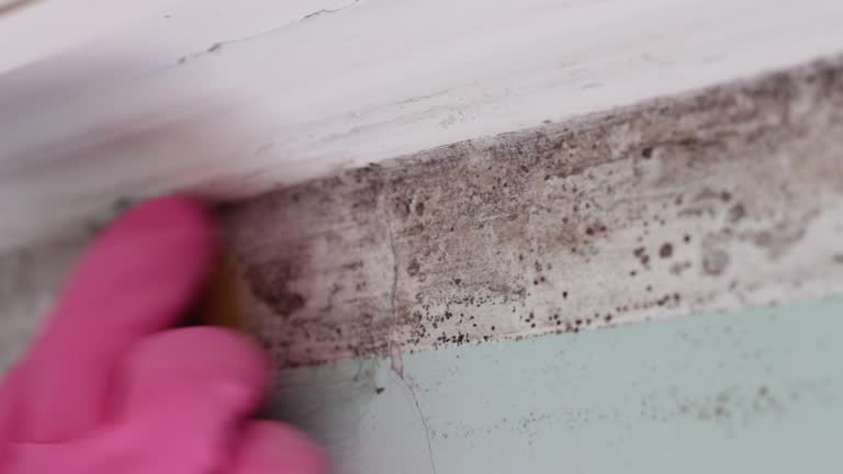 Best Industrial Mold Remediation  in Wareham Center, MA